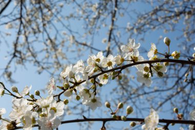 Kapalı çekimde baharda inanılmaz bir çiçek açması. Seçici odak noktası beyaz çiçek. polen alerjisi
