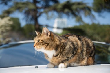 Kedi yan tarafa bakar ve beyaz arabaya oturur. Doğadaki yeşil gözlü tüylü gri kedinin yakın portresi..