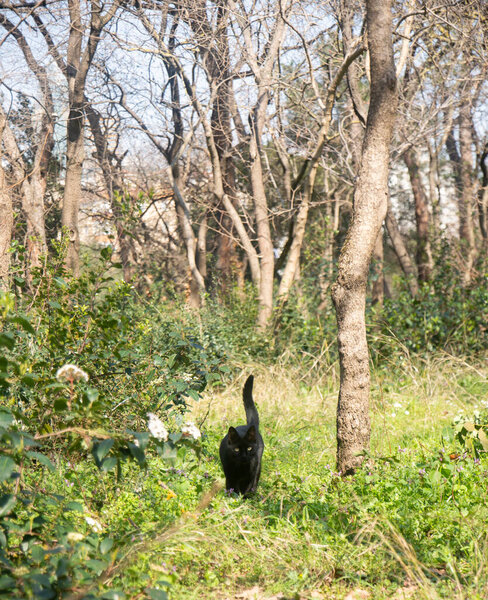 Black domestic cat hunts alone in the wooded area. Felis silvestris catus. Alley Cat. Selective Focus Cat