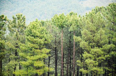 Yağmurlu bir günde orman