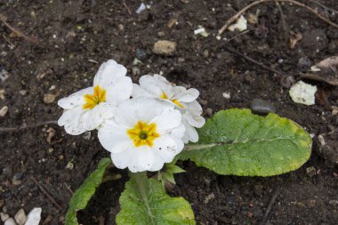 Primula vulgaris, Primulaceae familyasından Batı ve Güney Avrupa, Kuzeybatı Afrika ve Güneybatı Asya 'da yetişen bir bitki türüdür..