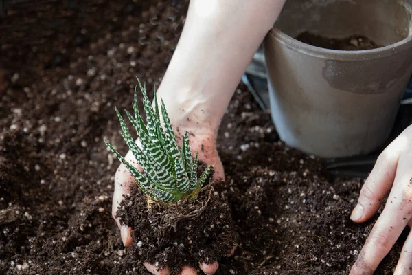 Young Woman Planting Succulent Flower Pot Zebra Cactus Selective Focus — Stock Photo, Image