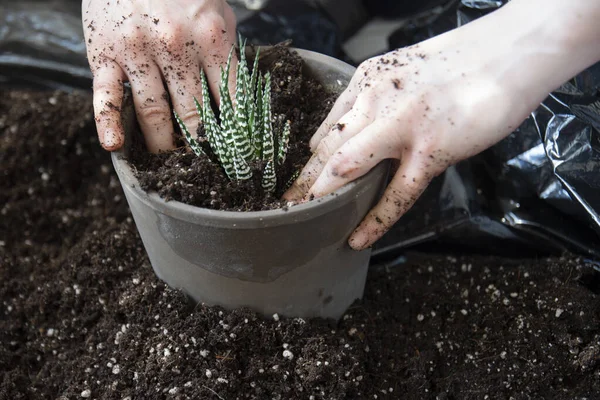 Young Woman Planting Succulent Flower Pot Zebra Cactus Selective Focus — Stock Photo, Image