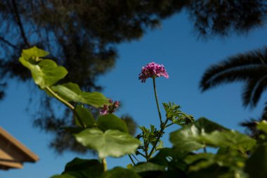 İstanbul 'da gökyüzüne uzanan sardunya çiçeği Heybeliada