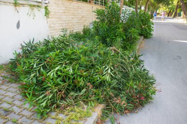 Heybeliada, İstanbul 'da yol kenarındaki budanmış ve istiflenmiş dallar