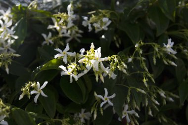 Trachelospermum jasminoides is a species of flowering plant in the family Apocynaceae, native to eastern and southeastern Asia. Common names include confederate, southern or star jasmine.