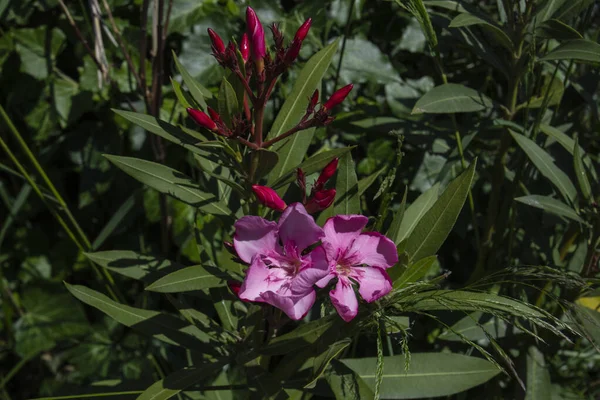 Nerium Oleander Comumente Conhecido Como Oleandro Nerium Arbusto Pequena Árvore — Fotografia de Stock