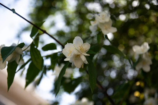 Drzewa Owocowe Kwitną Wraz Nadejściem Wiosny Stambule Wyspa Heybeli Morela — Zdjęcie stockowe