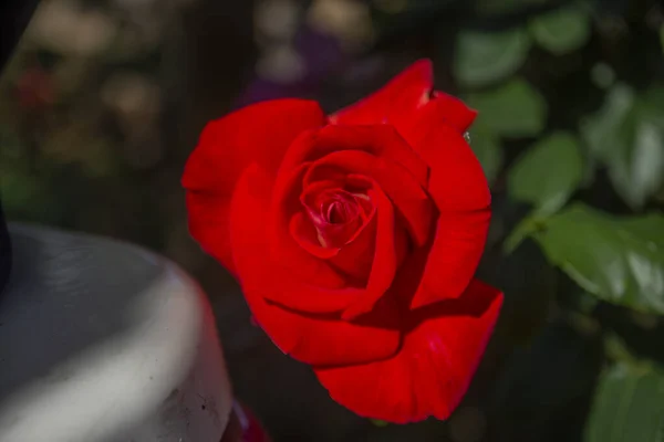 Wspaniała Czerwona Róża Heybeliady Jednej Wysp Książęcych Selektywne Ogniskowanie Rose — Zdjęcie stockowe