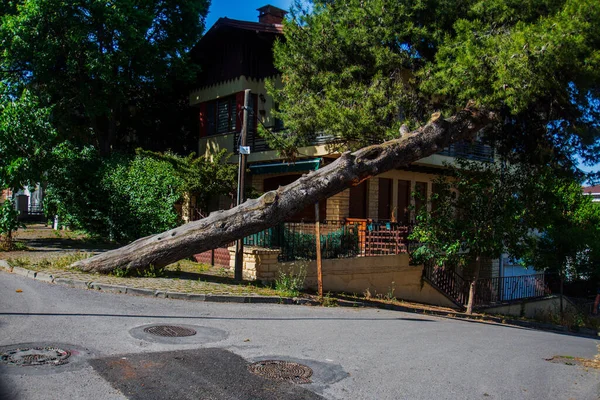 Front View One Beautiful Houses Heybeliada Fallen Tree Front Selective — Photo