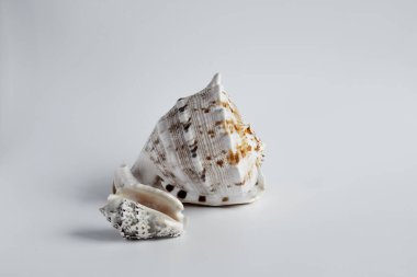 Gerçek deniz kabuğu; muazzam bir doğa harikası ve dekoratif bir nesne
