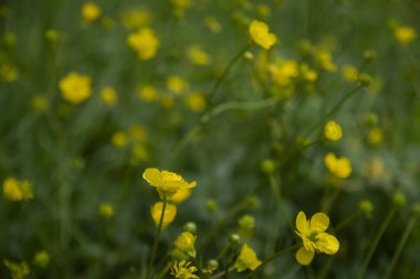 Bolu 'da yabani çiçekler, Abant Ulusal Parkı. Meadow düğün çiçeği, Uzun boylu. Seçici Odaklanma Çiçeği