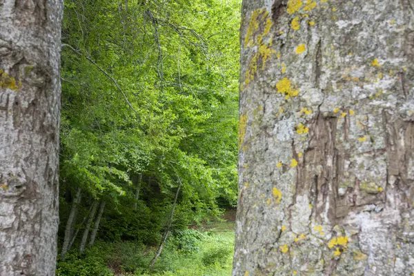 在Abant湖国家公园的两棵大树之间看到的绿色森林景观 — 图库照片