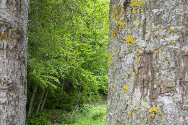 Groen Bos Landschap Gezien Tussen Twee Grote Bomen Abant Lake — Stockfoto