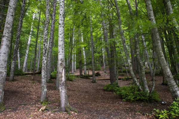 Een Prachtige Bos Van Weelderige Groene Bomen Bladbedekking Het Voorjaar — Stockfoto