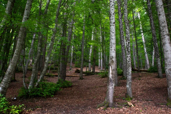 Een Prachtige Bos Van Weelderige Groene Bomen Bladbedekking Het Voorjaar — Stockfoto
