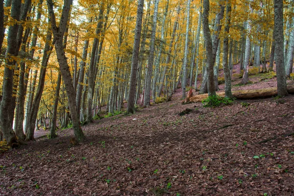 Een Prachtige Bos Van Bomen Die Geel Zijn Geworden Gevallen — Stockfoto