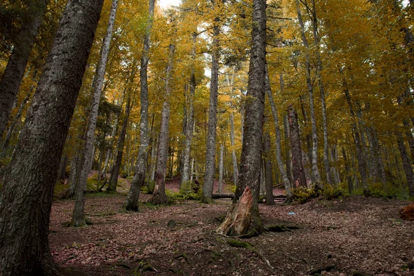 Een Prachtige Bos Van Bomen Die Geel Zijn Geworden Gevallen — Stockfoto