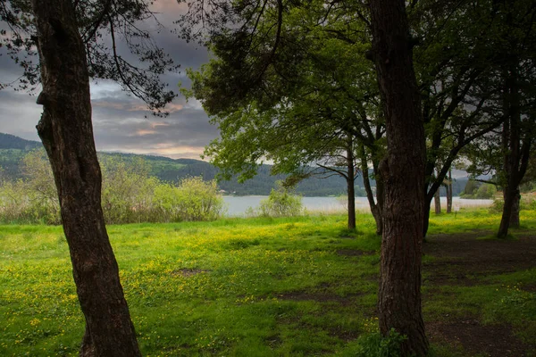 阿凡特国家公园博卢松树树荫下的野花和湖景 — 图库照片