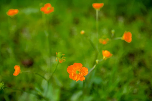 Flores Selvagens Bolu Parque Nacional Abant Manteiga Prado Laranja Flor — Fotografia de Stock