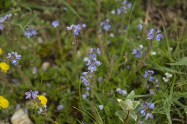 Sarı ve mor kır çiçeklerini kapatın. Lobelia ve düğün çiçekleri Bolu Abant Türkiye