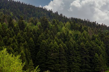 Türkiye 'nin kuzeydoğusundaki Kre Dağları' ndaki çam ormanlarının manzarası. Haziran 2021