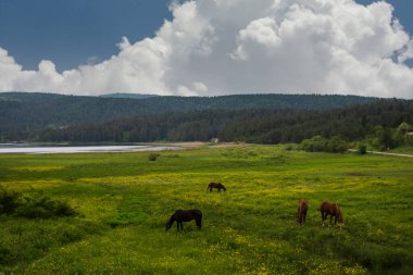 Göl manzarası ve önündeki çayırlarda özgürce dolaşan ve otlayan atlar. Abant Gölü Ulusal Parkı Bolu Türkiye