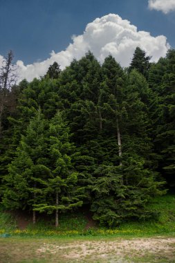 Orman ve gökyüzü çam ormanının kenarındaki açık araziden görünüyor.