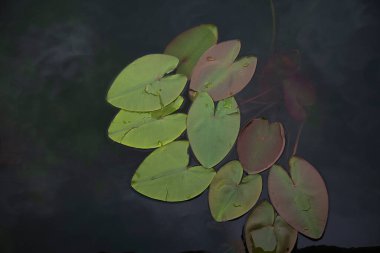 Nilüfer çiçeği (Nymphaea), Abant Gölü Ulusal Parkı 'nda durgun su yüzeyinde yapraklar ve sazlıklar bırakır. Bolu Türkiye