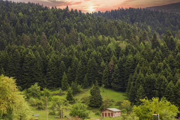 Chalet Pine Forest Highway Abant Lake National Park — Zdjęcie stockowe