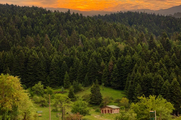 Chalet Pine Forest Highway Abant Lake National Park — Zdjęcie stockowe