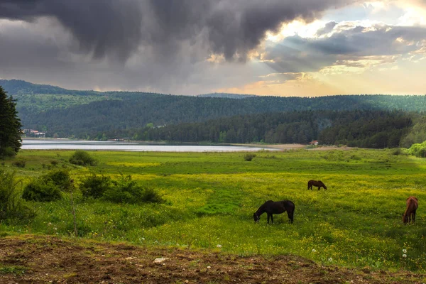 看到湖面和马在前面的草地上自由地漫游和放牧 Abant Lake National Park Bolu Turkey — 图库照片