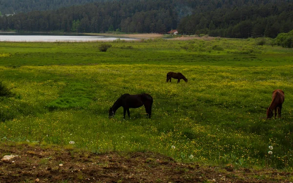 Göl Manzarası Önündeki Çayırlarda Özgürce Dolaşan Otlayan Atlar Abant Gölü — Stok fotoğraf