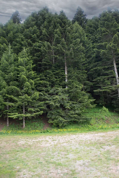 Vue Sur Forêt Ciel Depuis Champ Ouvert Lisière Forêt Pins — Photo