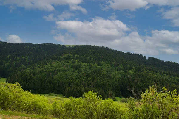 View Pine Forests Kre Mountains Northeastern Turkey June 2021 — Zdjęcie stockowe
