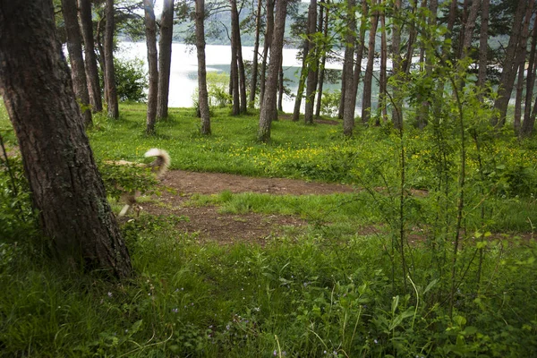 Lake View Trees Grass Stray Dog Tail Bolu Abant Turkey — Stockfoto