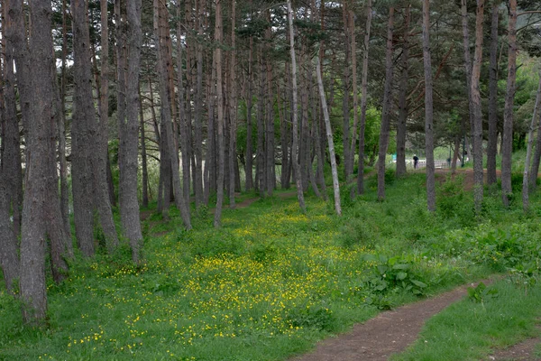 Young Pine Trees Yellow Wildflowers Next Hiking Trail — Stockfoto