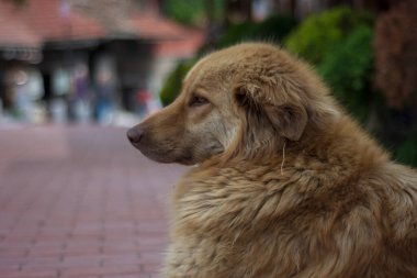 Fawn uzun tüylü köpek sokakta kameraya poz veriyor. seçici odak köpek.