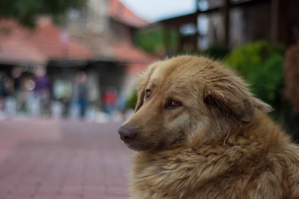 fawn long shaggy dog posing for the camera on the street. selective focus dog.