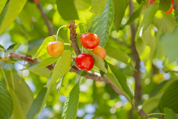 Bahar dalında olgunlaşmamış kirazlar. Sarı ve kırmızıya boyanmış. Seçici Odaklı Kiraz