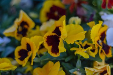 çeşitli renklerde keman çiçekleri veya keman çiçekleri. Bahçemizde saksılar için yetiştiriyoruz..