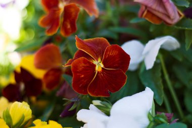 çeşitli renklerde keman çiçekleri veya keman çiçekleri. Bahçemizde saksılar için yetiştiriyoruz..