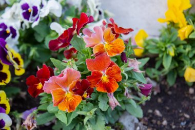 çeşitli renklerde keman çiçekleri veya keman çiçekleri. Bahçemizde saksılar için yetiştiriyoruz..