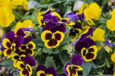 çeşitli renklerde keman çiçekleri veya keman çiçekleri. Bahçemizde saksılar için yetiştiriyoruz..