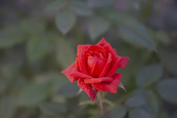Aksamitna Czerwona Róża Którą Hodujemy Naszym Ogrodzie Kwiat Ostrości Selektywnej — Zdjęcie stockowe