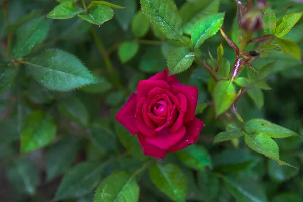 Aksamitna Czerwona Róża Którą Hodujemy Naszym Ogrodzie Kwiat Ostrości Selektywnej — Zdjęcie stockowe