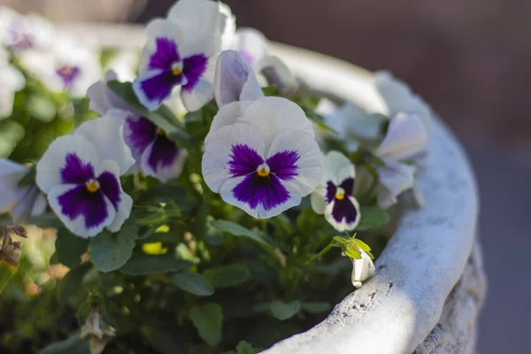 Pansy Atau Bunga Viola Dari Berbagai Warna Kebun Kami Kami — Stok Foto