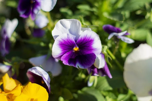 Pansy Atau Bunga Viola Dari Berbagai Warna Kebun Kami Kami — Stok Foto