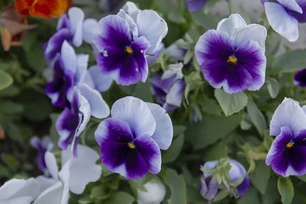 Bledé Nebo Violové Květy Různých Barev Naší Zahradě Pěstujeme Pro — Stock fotografie