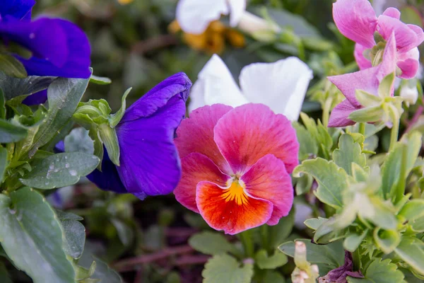 Viole Del Pensiero Fiori Viola Vari Colori Nel Nostro Giardino — Foto Stock